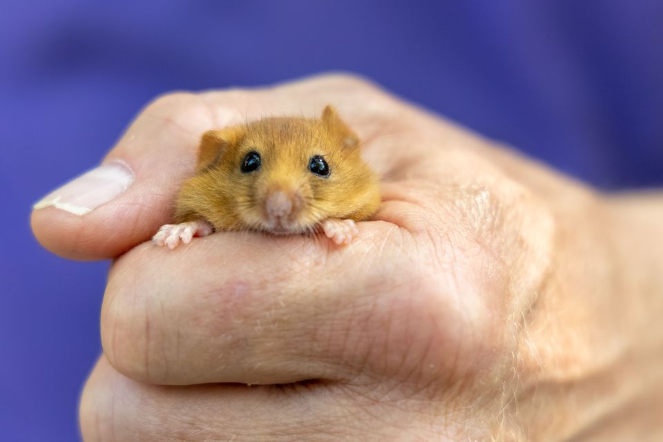 Dozens of hazel dormice released to create ‘northern stronghold’ for