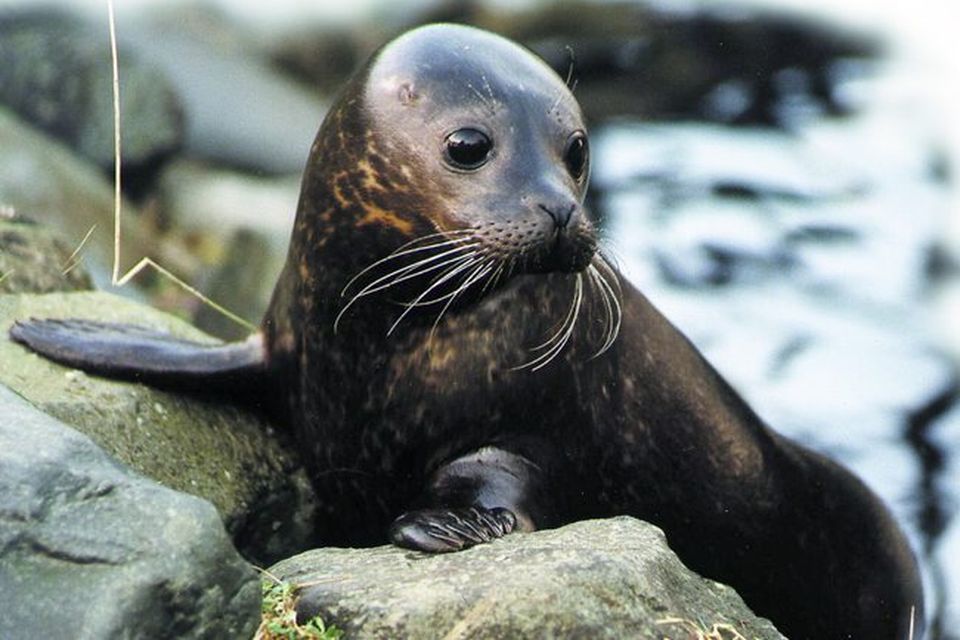 Save our seas: Protection of vulnerable seal colony is hindered by red tape  