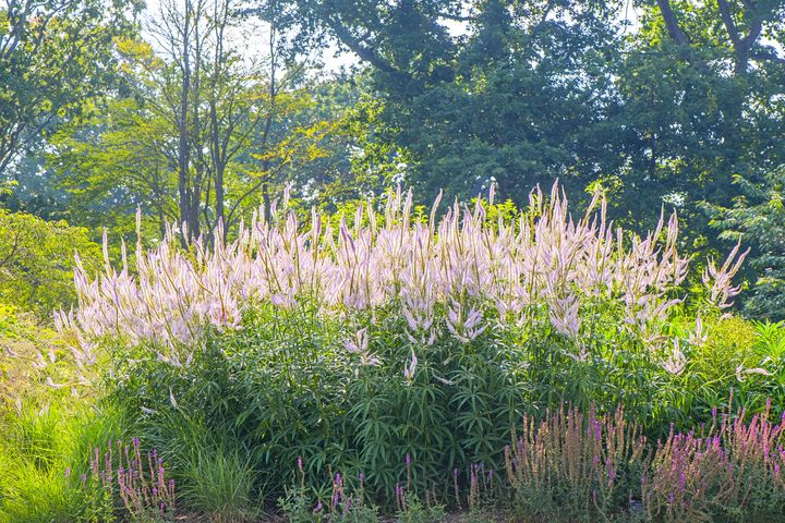 Diarmuid Gavin: October is the perfect time for perennial planting