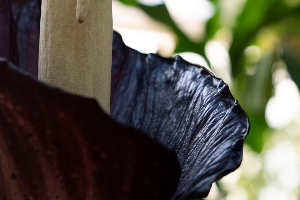 The plant’s smell mimics rotting flesh, which draws flies and other key pollinators (AP)