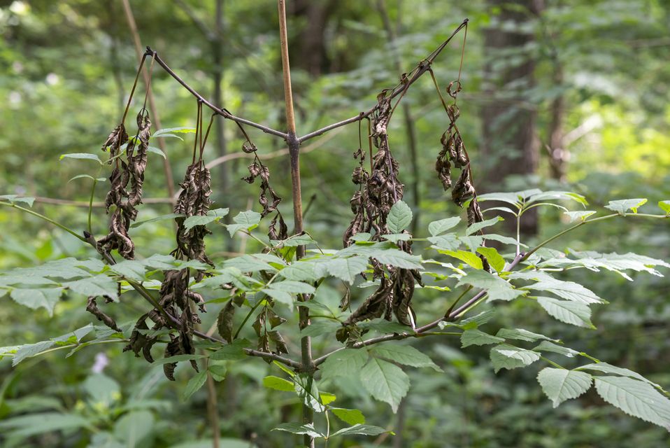 Ash dieback