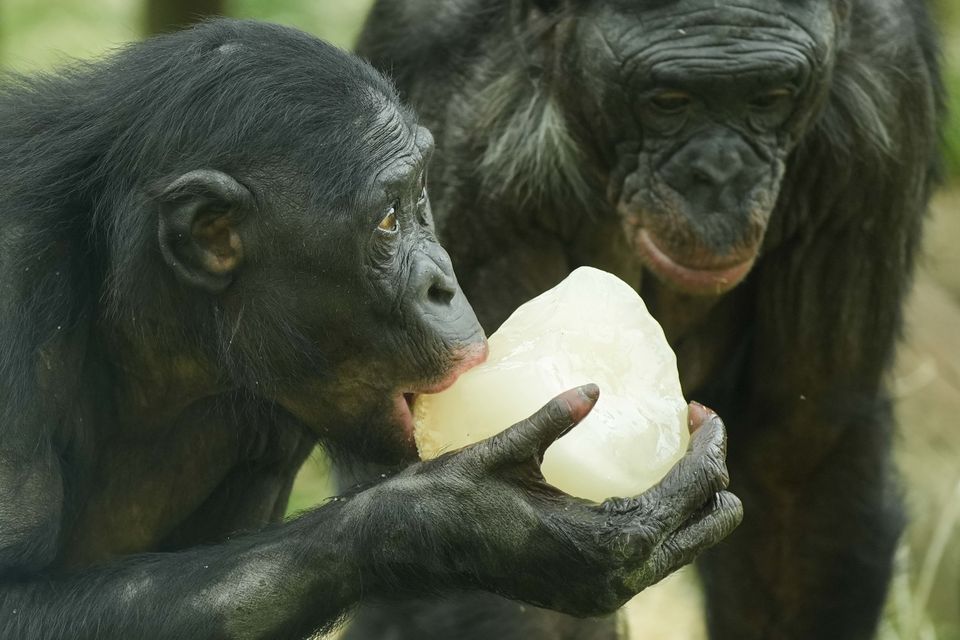 Bonobo apes sucked on ice blocks at Twycross Zoo in Leicestershire (Jacob King/PA)