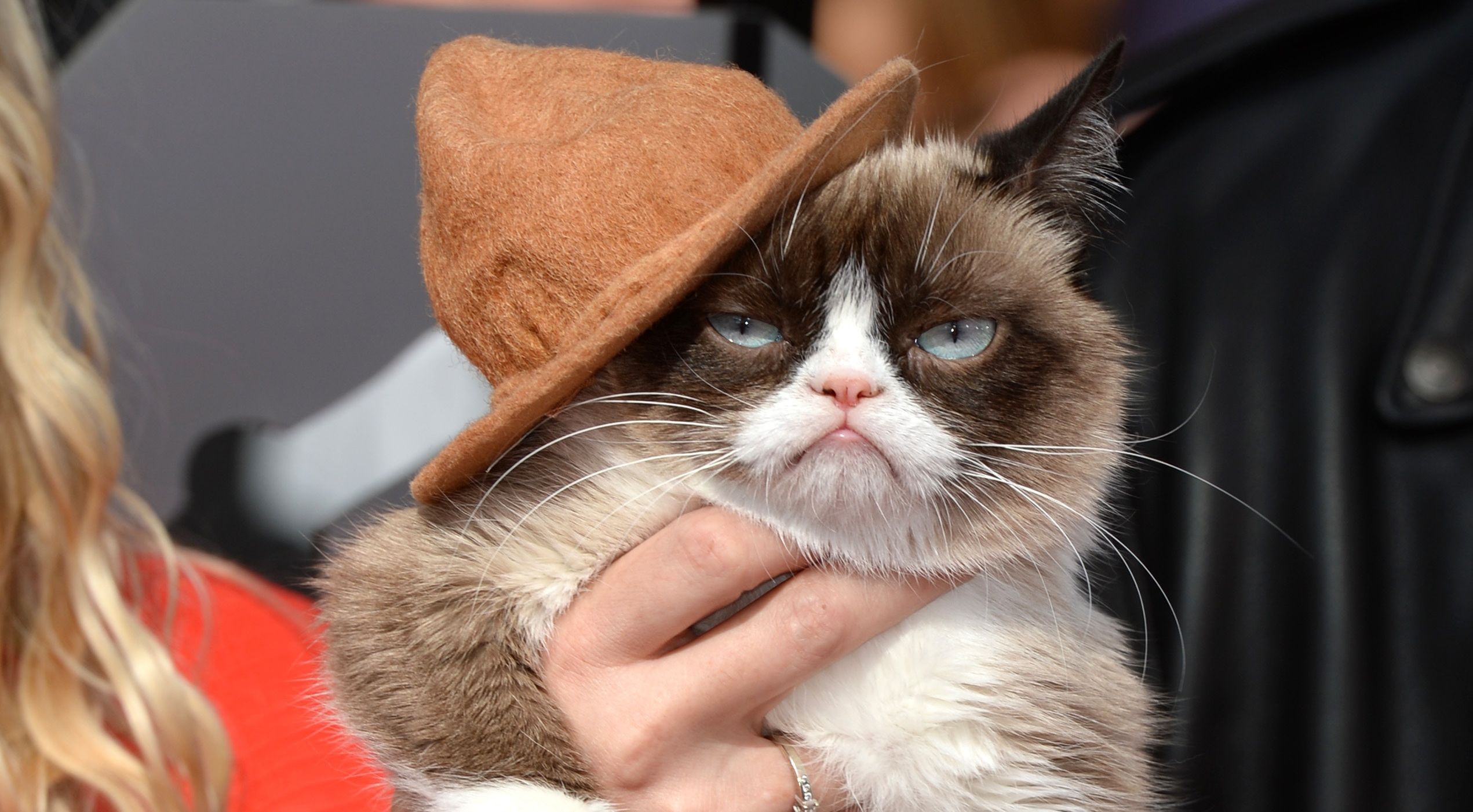 Grumpy Cat, the Arizona meme sensation, is dead at 7