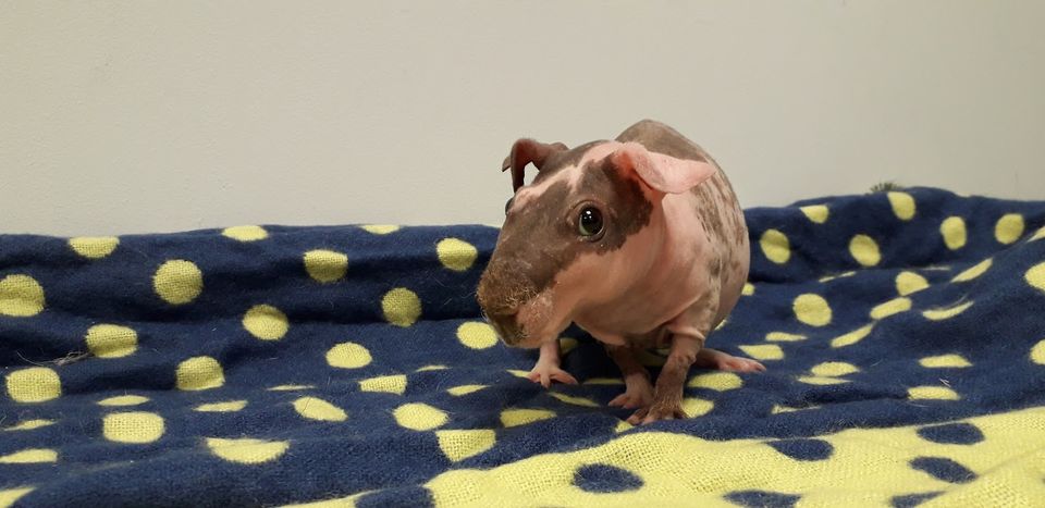 Hairless store skinny pig