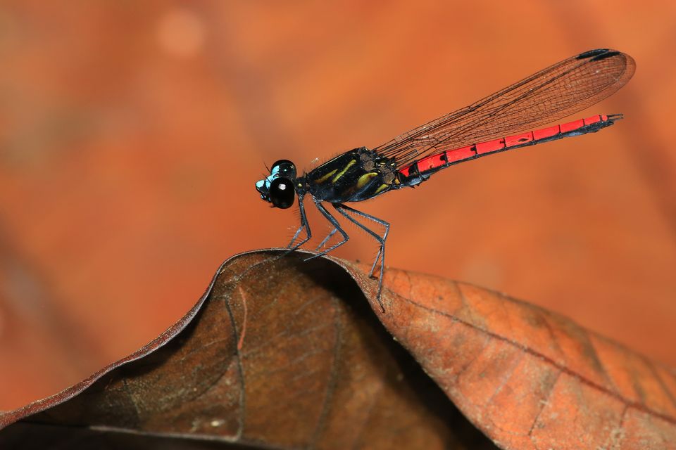 Damselflies and dragonflies were among the groups assessed for the study (Jens Kipping/PA)