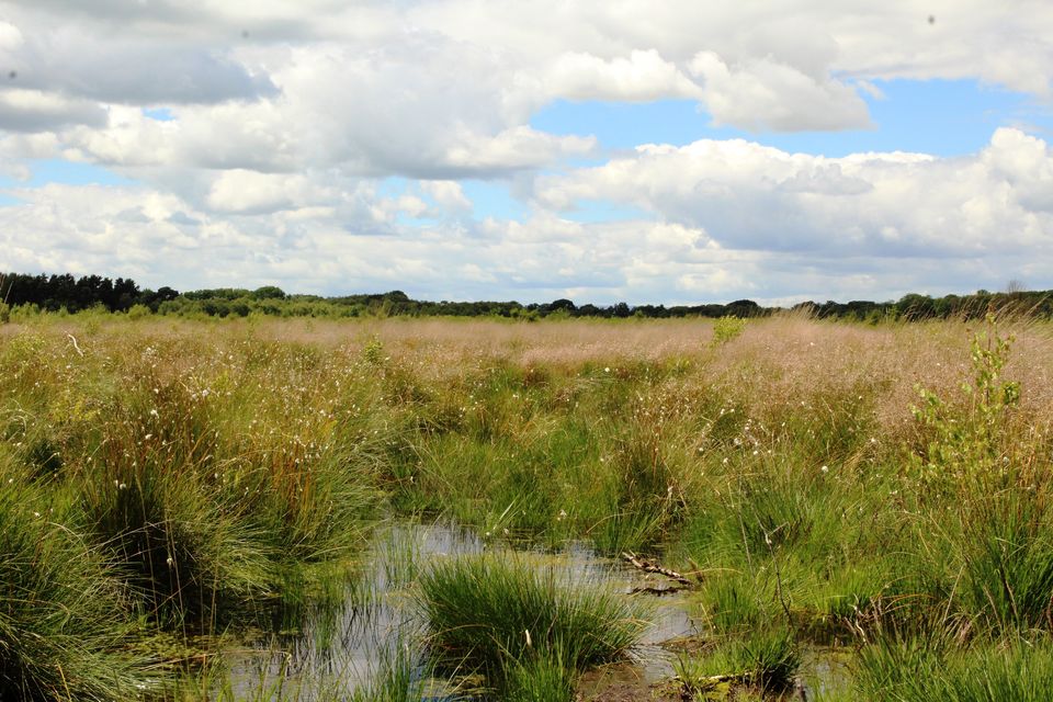 Lowland peat restoration at Bettisfield Moss (Shropshire Wildlife Trust/PA)